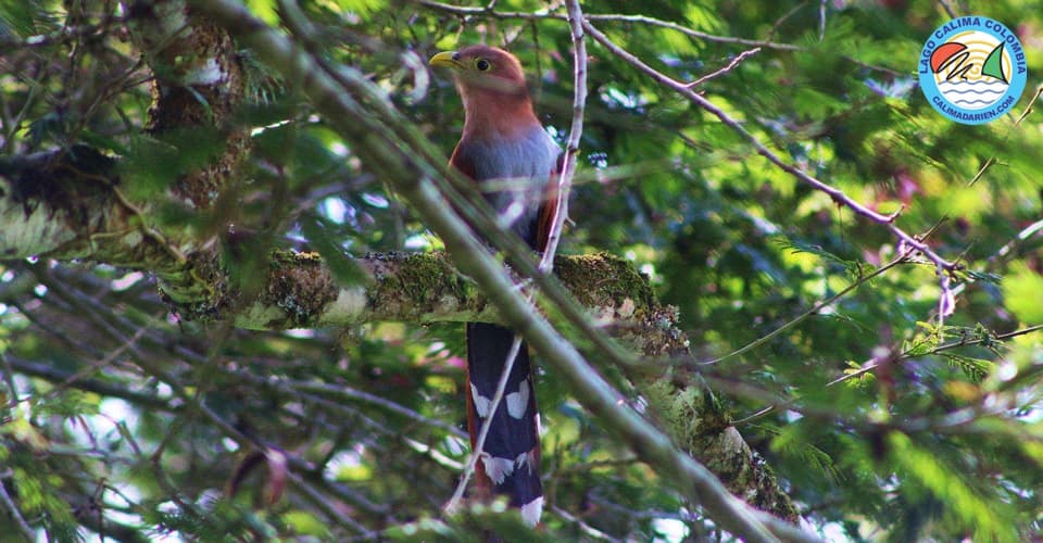 Avistamiento de aves en el Lago Calima Colombia