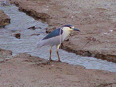 Avistamiento de Garza en el Lago Calima