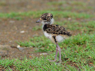 Avistamiento de pellar bebe en el Lago Calima