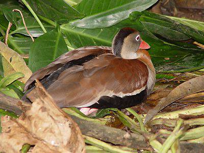 Avistamiento de Iguaza en el Lago Calima