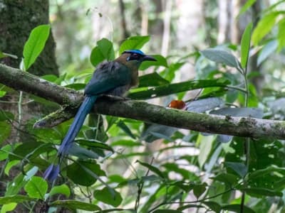 Avistamiento de Aves en Ecolife Calima