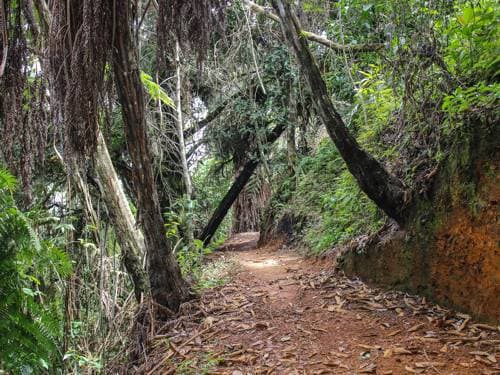 Senderos Ecológicos Ecolife Calima